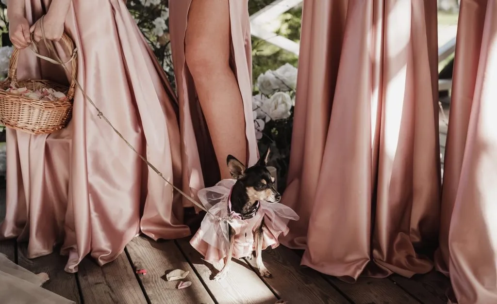 Dog sitting with bridesmaids on the wedding. Pets acting like humans.